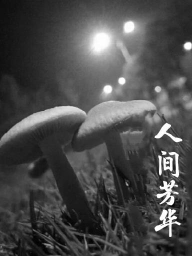 人间芳华比喻什么人