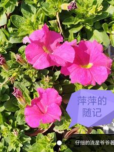 萍萍生活日记