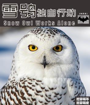 雪鸮完整视频