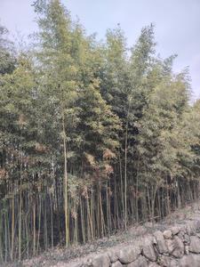 敬斋箴什么意思